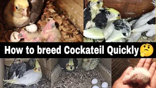 How to breed Cockatiel quickly/Cockateil breeding tips #cockatiel #breeding #onlypetsyt