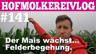 Hofmolkerei VLOG#141 Der Mais wächst  Feldbegehung  Hofmolkerei Farmvlog