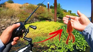 Ca Delta Back Waters | Punching The THICK Vines For Aggressive Summer Time Bass | ca delta punching