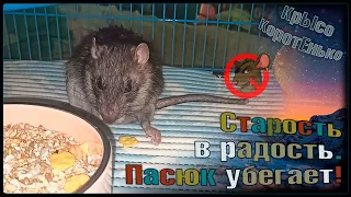 Пасюк Беся и попытки побега! 😂 Старость в радость и "кусь кусь". 🐭 (Wild Rats | Дикие Крысы) 🐭