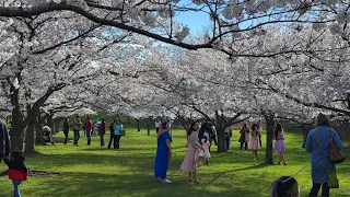 Cherry Blossoms at Brookside in Cleveland, and the Brooklyn, OH Library Relocating (April 7, 2024)