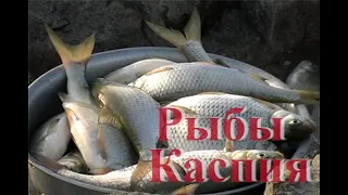 Каспийская вобла и вырезуб (кутум). Проходные рыбы Каспия. Рыбы отряда карпообразные.