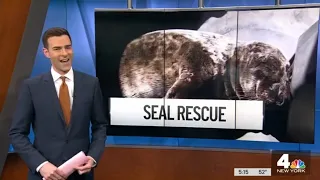 Baby Seal Wanders Into Streets of the Hamptons | NBC New York