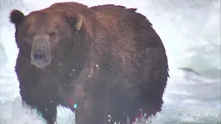 Fat Bear Week kicks off at Katmai National Park in Alaska