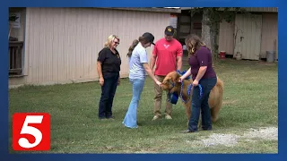 15-year-old gets her Make-A-Wish as she's gifted miniature cow