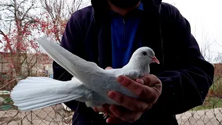 Как сажать голубей на резки? How to plant pigeons for cutting?