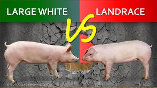 Large White or Yorkshire vs Landrace | The Comparison of Two Best Pig Breeds | What is F1 Hybrid?
