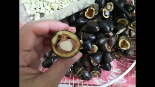 HOW TO COOK PILI NUTS PEEL and Open it.