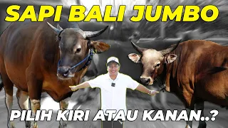 BARU TAU GW..!! ADA SAPI BALI SEBESAR INI..!! SIKAT GA YAA..???