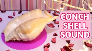 Conch Shell Sound - Calming Effect, Reduce stress, Meditation, Therapy, Focus, Sleep