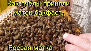 Как пчёлы приняли маток бакфаст, роевая матка.