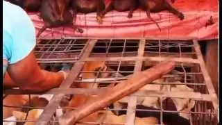 Dog meat at Indonesia