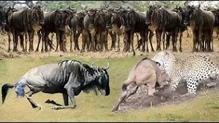 Mother Wildebeest Giving Birth In The Wild  - Battle Between Leopard vs Wildebeest Mother over Calf