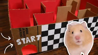 Building my Hamster a Maze🐹