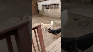 Husky plays a little soccer, and sister chases him(old video)