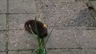 The hedgehog came out the hedgehogbox