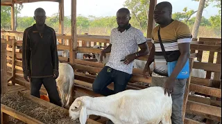 Élevage mouton 🇧🇯: Par passion ,mon plus gros client devenu éleveur de mouton