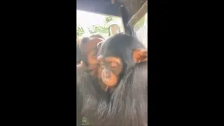 Chimpanzee Hugs a Girl While She Kisses It Soon as She Puts Her Head on Its Chest