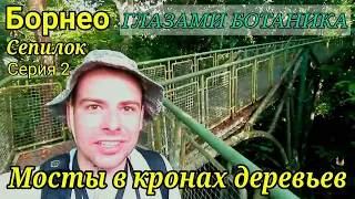 Борнео — Сепилок — Серия 2: Мосты в кронах деревьев / Тропический лес / Джунгли / Тропики / Растения