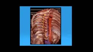 Spinal Vascular Malformations