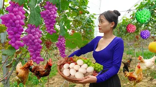 Harvest the Grapes, Papaya, Chicken Eggs garden to sell at the market. grow flowers on the farm