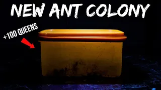 Someone Gave Me A New Huge Ant Colony (with +100 Queens)