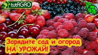 САМОЕ ВЕСЕННЕЕ УДОБРЕНИЕ. ОДНО для ВСЕХ: лук, чеснок, малина, голубика. И будете с большим урожаем!