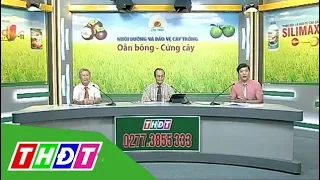 Oằn bông, cứng cây | Tư vấn khuyến nông - 18/01/2019 | THDT