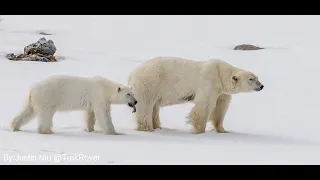 Traveling and Exploring the Arctic with Quark Expeditions in Spitsbergen, Svalbard