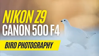 Nikon Z9 - Winter Bird Photography - Willow Ptarmigan (Frankenstein rig with Canon EF 500mm F4 MKII)