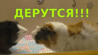 МОРСКИЕ СВИНКИ ДЕРУТСЯ /ПЫТАЮСЬ ИХ ПОДРУЖИТЬ