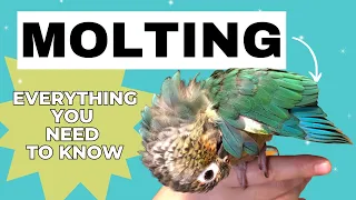 All About Molting And Pin Feathers