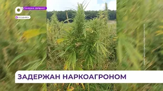 Почти пятьсот кустов конопли обнаружили полицейские в селе Заречное