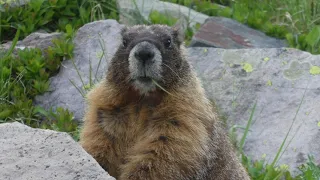 Alpine Animals: How Marmots Use Hibernation to Survive in Extreme Environments