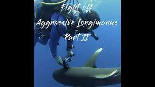 Shark diving Egypt with an aggressive Longimanus: Avoid a shark attack at Brother Islands, Red Sea