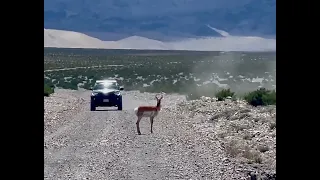 Mystery Antelope in Death Valley National Park