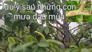 Đừng để khô chi chết cành rồi mới phun trị.