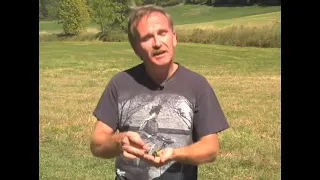 How to Stop Potato Beetles