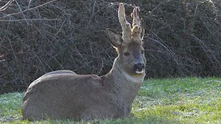 Roe deer #3