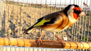 Mating call, best singing to motivate the Goldfinch female to mating