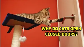 Why Do Cats Always Want Doors Open?