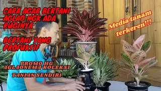 Prospek kedepan Aglaonema tergantung cara kita menjaga konsistensi..begini penjelasannya!!!!