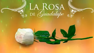 La rosa de guadalupe siniestra pasión (3/3)