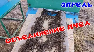 Объединение пчел весной.Семья без матки. Что делать?