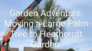 Gardening Adventure: Moving a Large Palm Tree to Heathcroft Garden