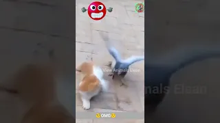 Super Funny Animal Video 2023 || Best dogs and Cats Videos || #314 #shorts #funnyvideo #funnyshorts
