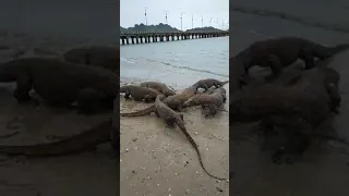 Komodo Dragons Hunting and eat a Deer on the Beach