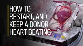 How to restart, and keep a donor heart beating