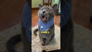4 stages of a cat’s yawn 🥱 #cats #cat #mycat #yourcat #catsofinstagram #kitten #catsrule #funny
