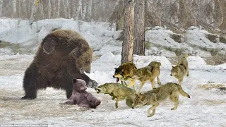 A Pack Of Wolves Attack A Bear Brutally | 1001 Animal